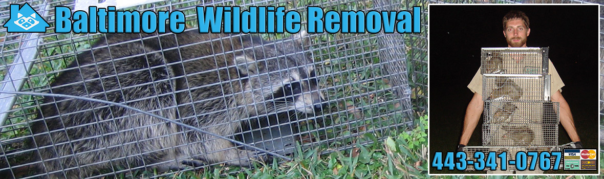 Baltimore Wildlife and Animal Removal